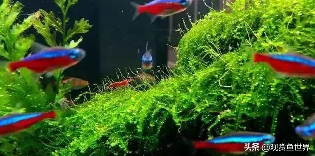 水草种类及名称(常见水草种类大全)