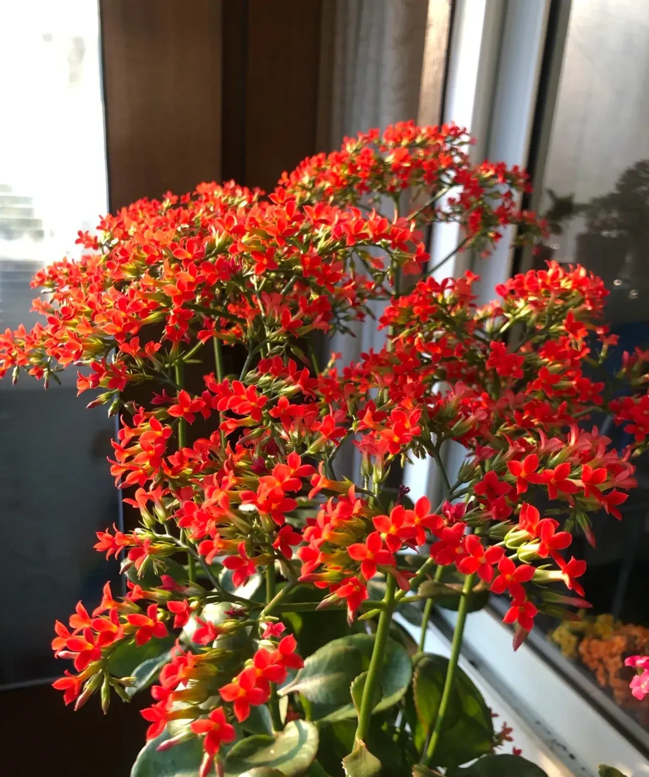 家里养茶花好不好养