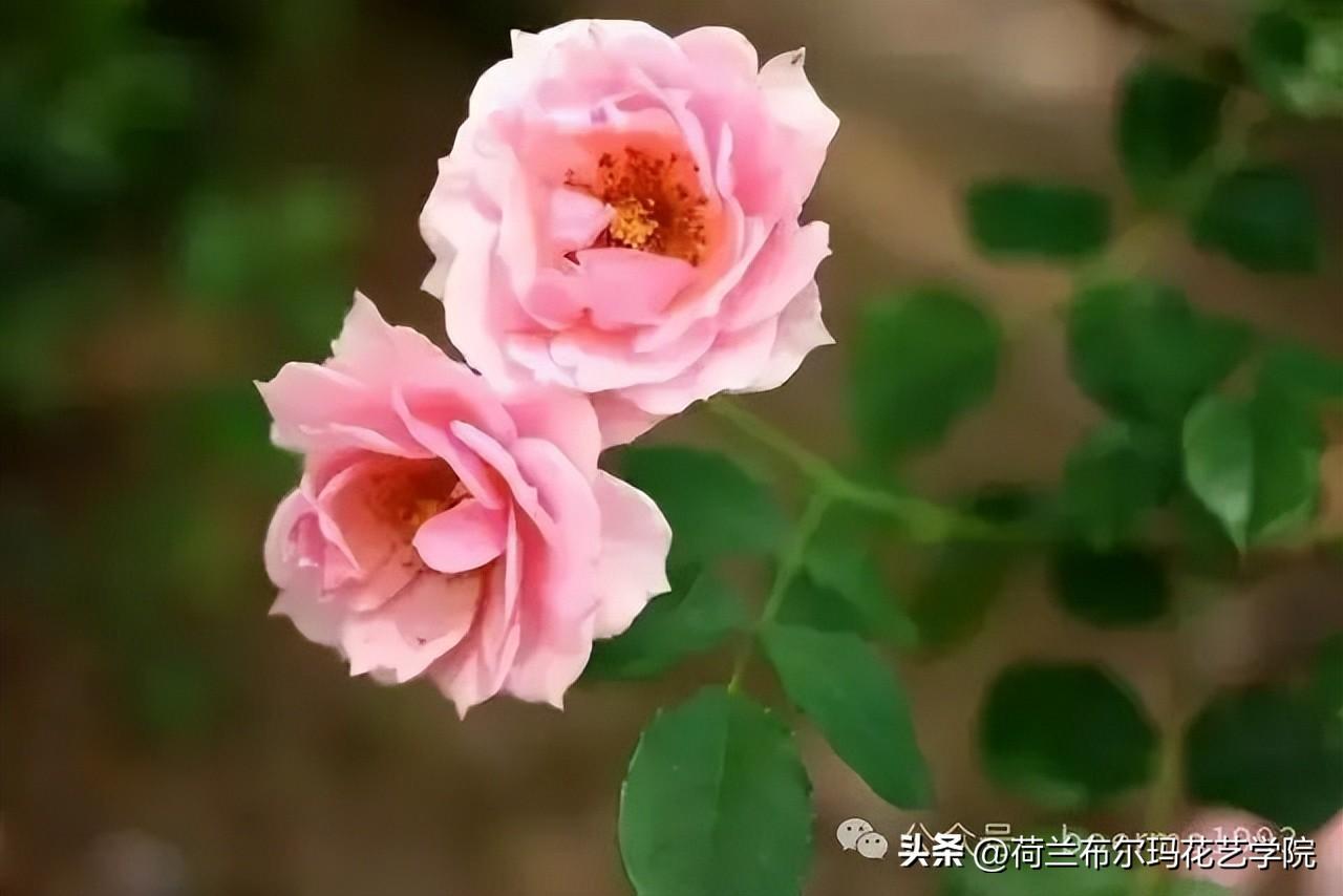 世界上最香的花排名最好
