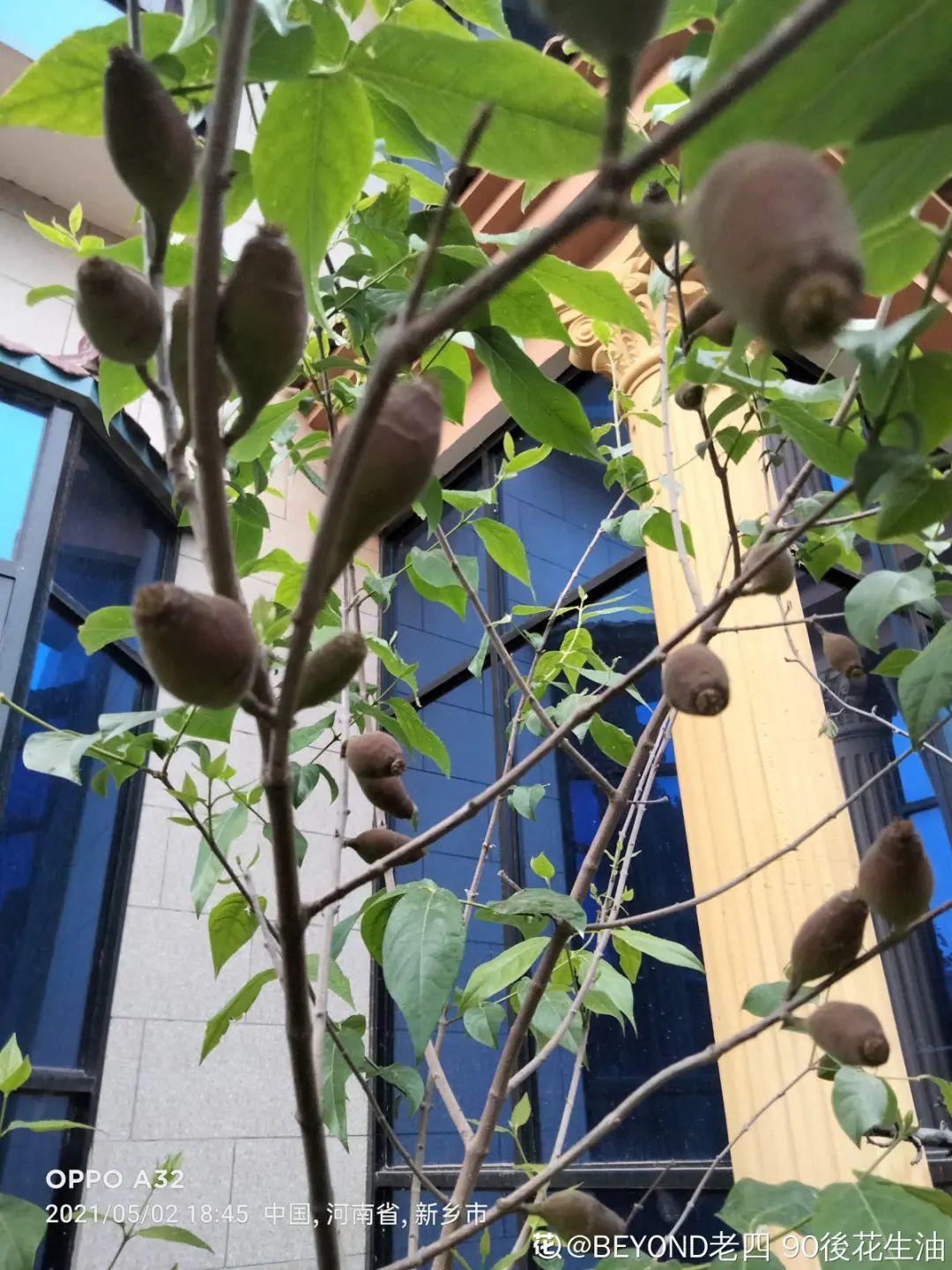 腊梅花种子的种植方法(关于梅花种植方法和时间)