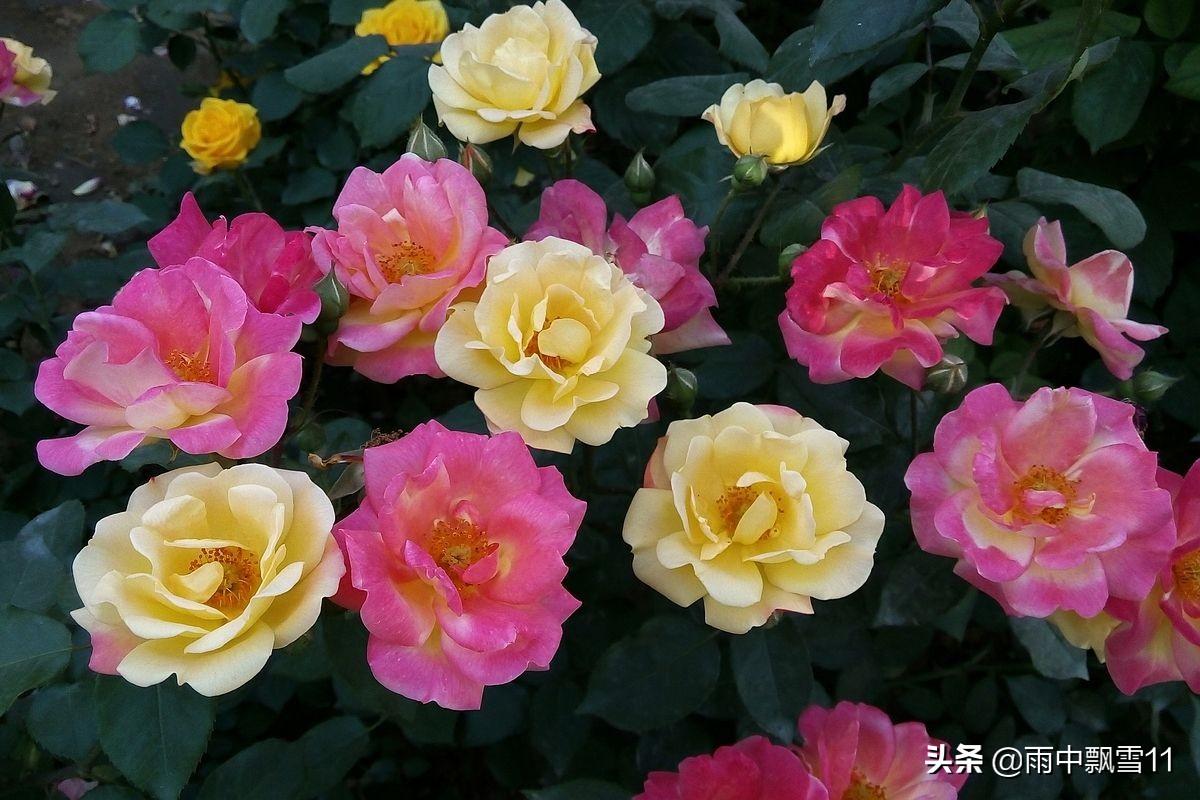 月季花怎么养殖方法及注意事项(了解月季花用的最佳肥料)