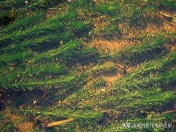 水蕴草怎么养(改善水质最强的水生植物)