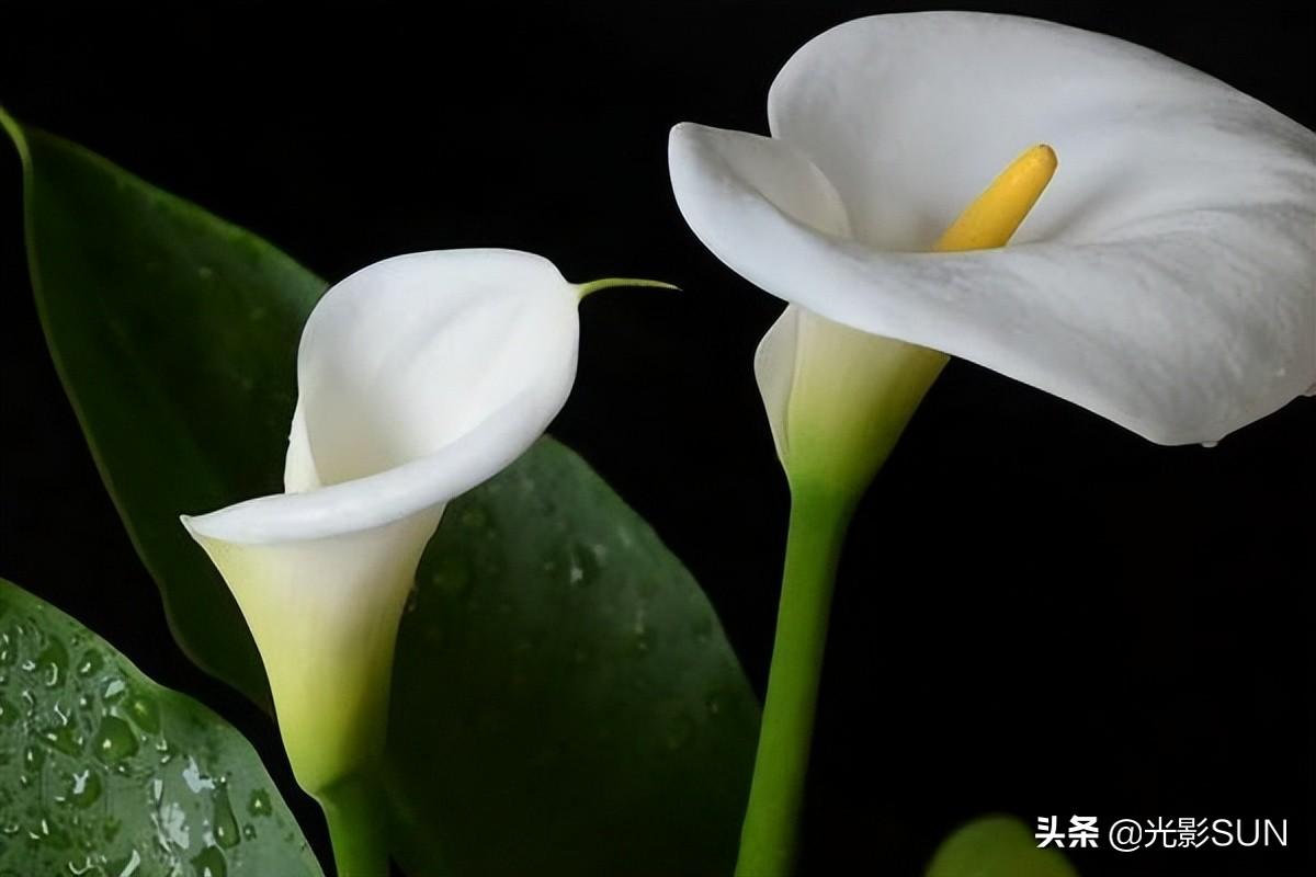 海芋花的花语(详解海芋花的寓意)