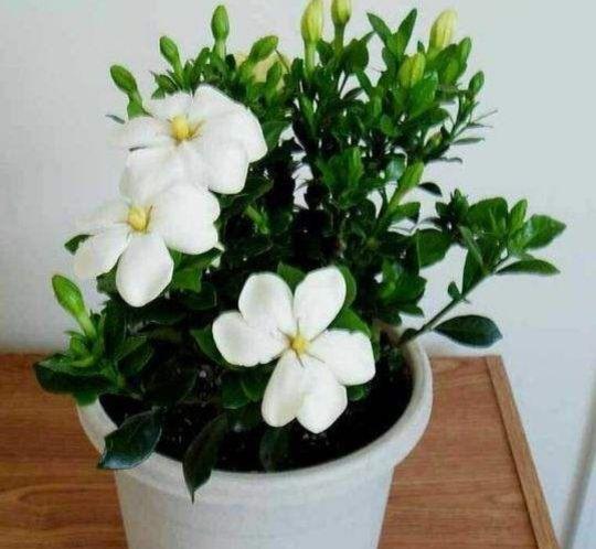 栀子花小苗几年能开花结果(关于栀子花的种植方法)