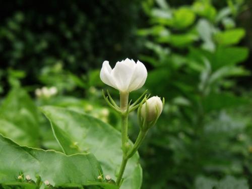 茉莉花时间开放(了解茉莉花的冷知识)