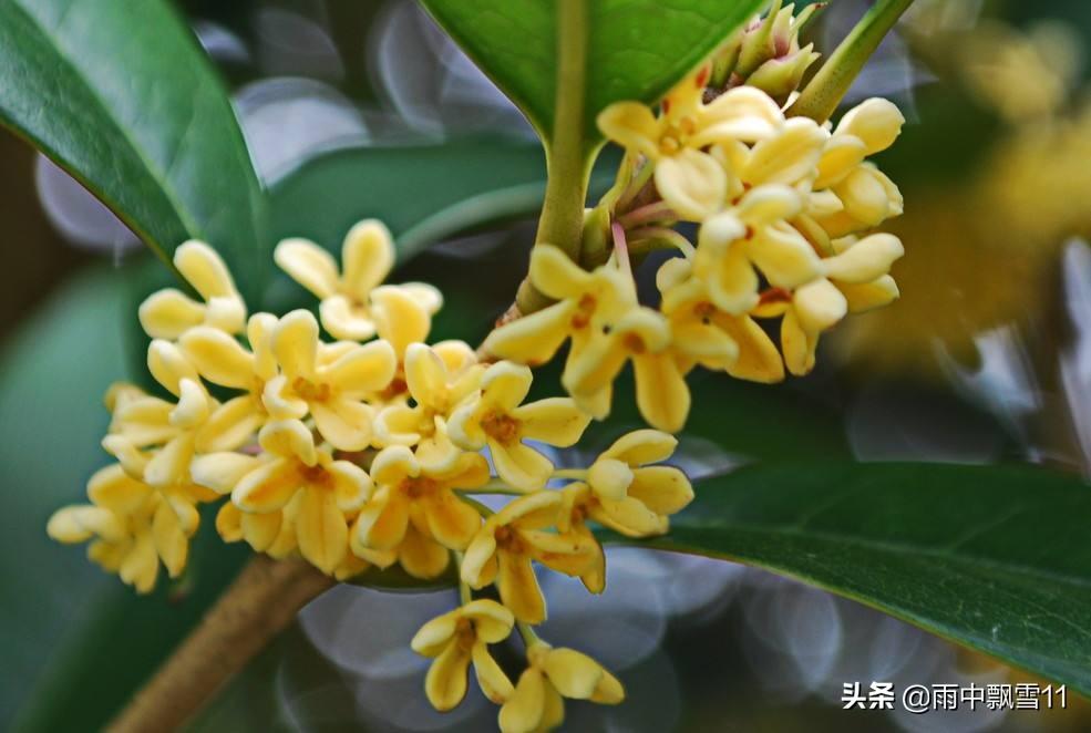 桂花树如何养护开花多(盆栽桂花树的养殖方法和注意事项)