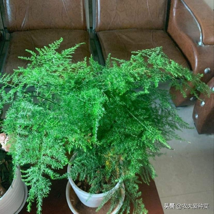 厚脸皮植物冬天养护方法