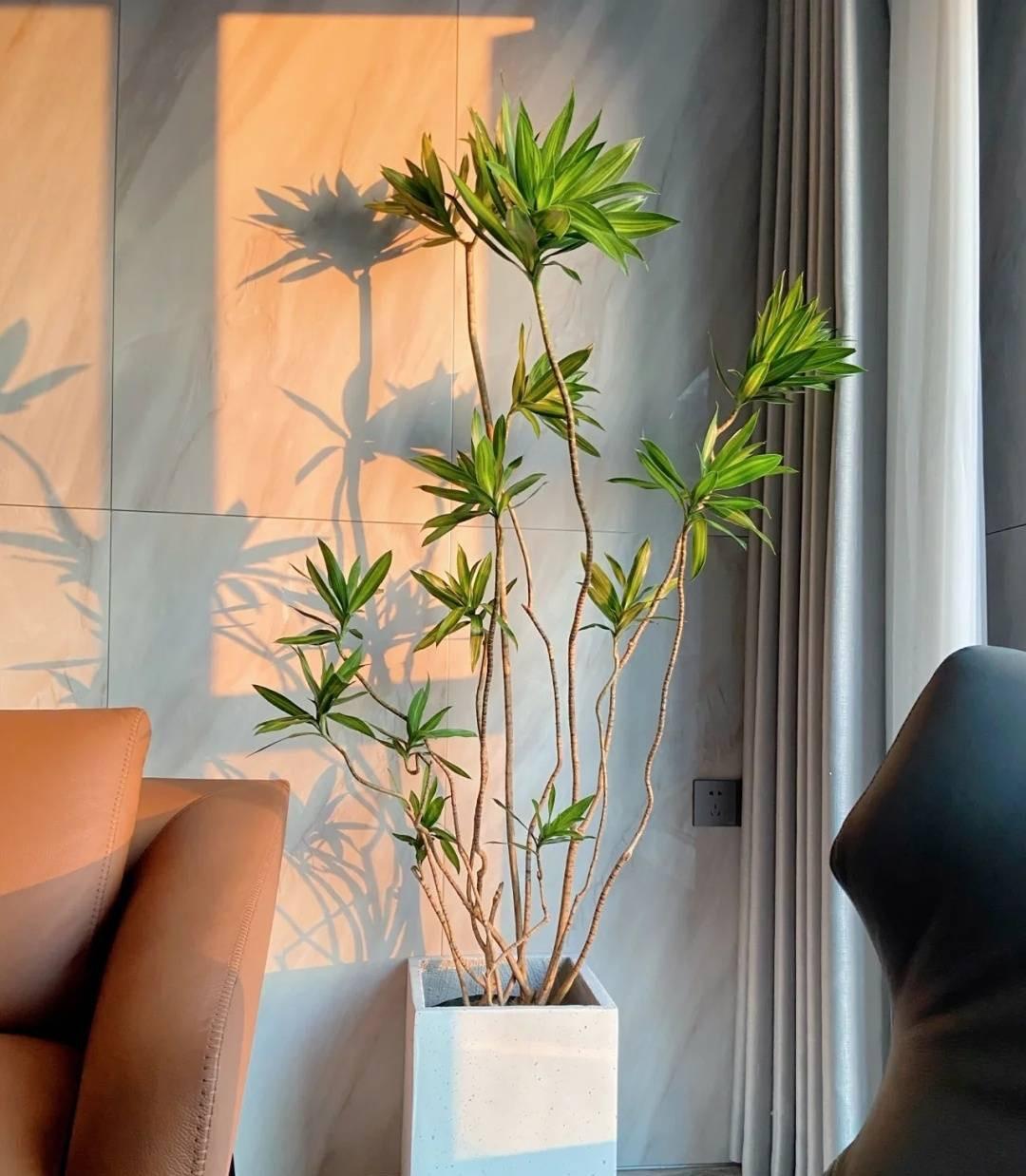 植物盆栽怎么养殖（适合家里养的盆栽植物）