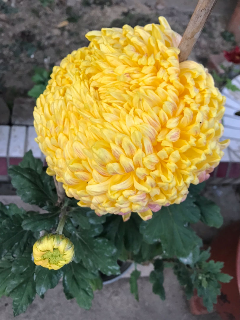 花中君子是什么花(花中四君子的象征意义)