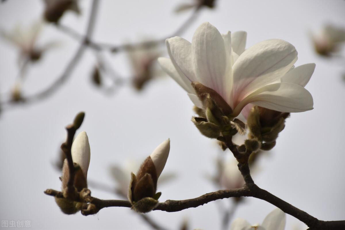 玉兰花代表什么含义和象征(院子种玉兰树最好位置)