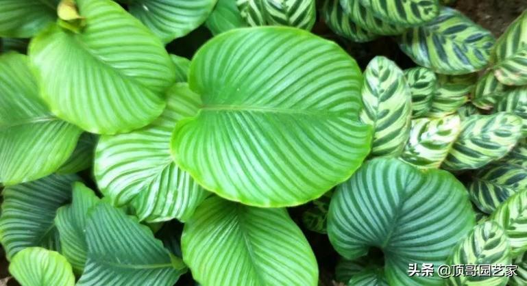 四季常绿的树有哪些(低矮四季常青的绿植)