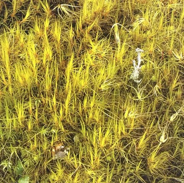 苔藓植物有哪些结构特点(常见的蕨类植物推荐)