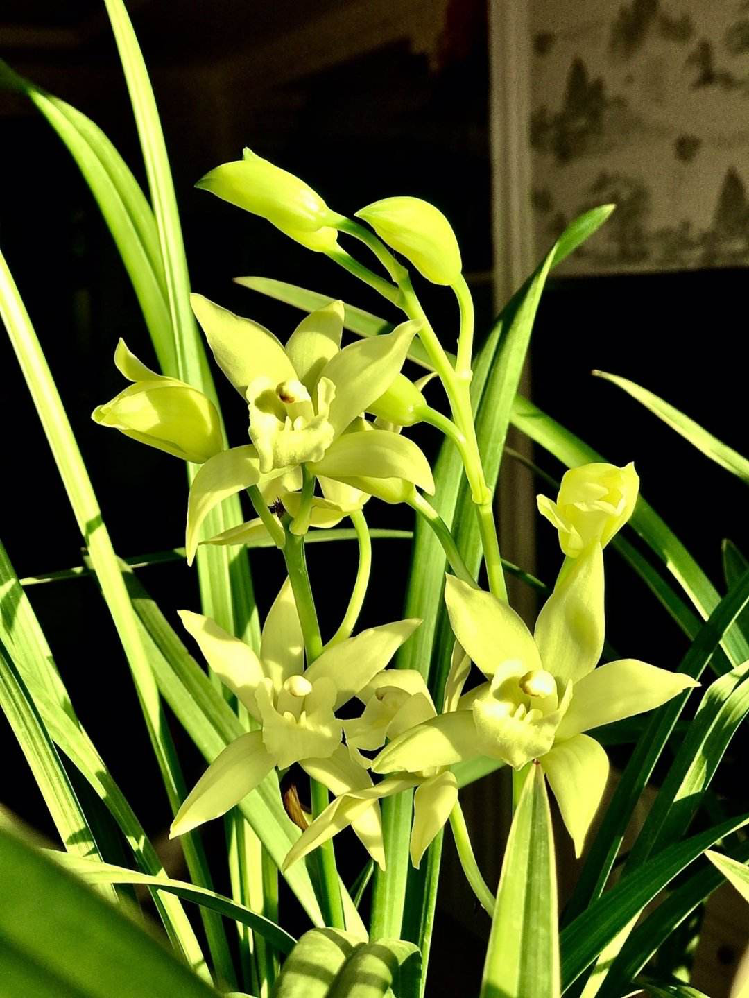 花中君子是什么花的别称(关于花中四君子的象征意义)