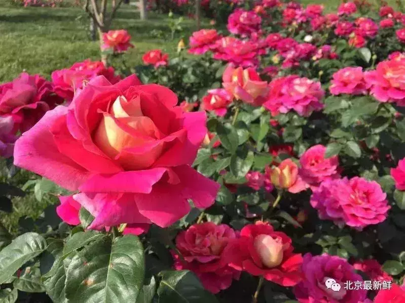 北京市花是什么花(北京的代表花介绍)