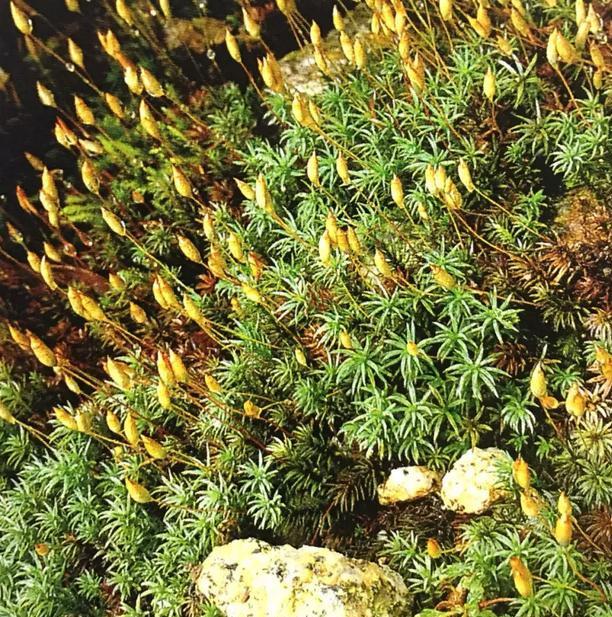 苔藓植物有哪些结构特点(常见的蕨类植物推荐)