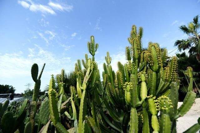 带刺的植物叫什么名字(介绍带刺盆栽植物名称)