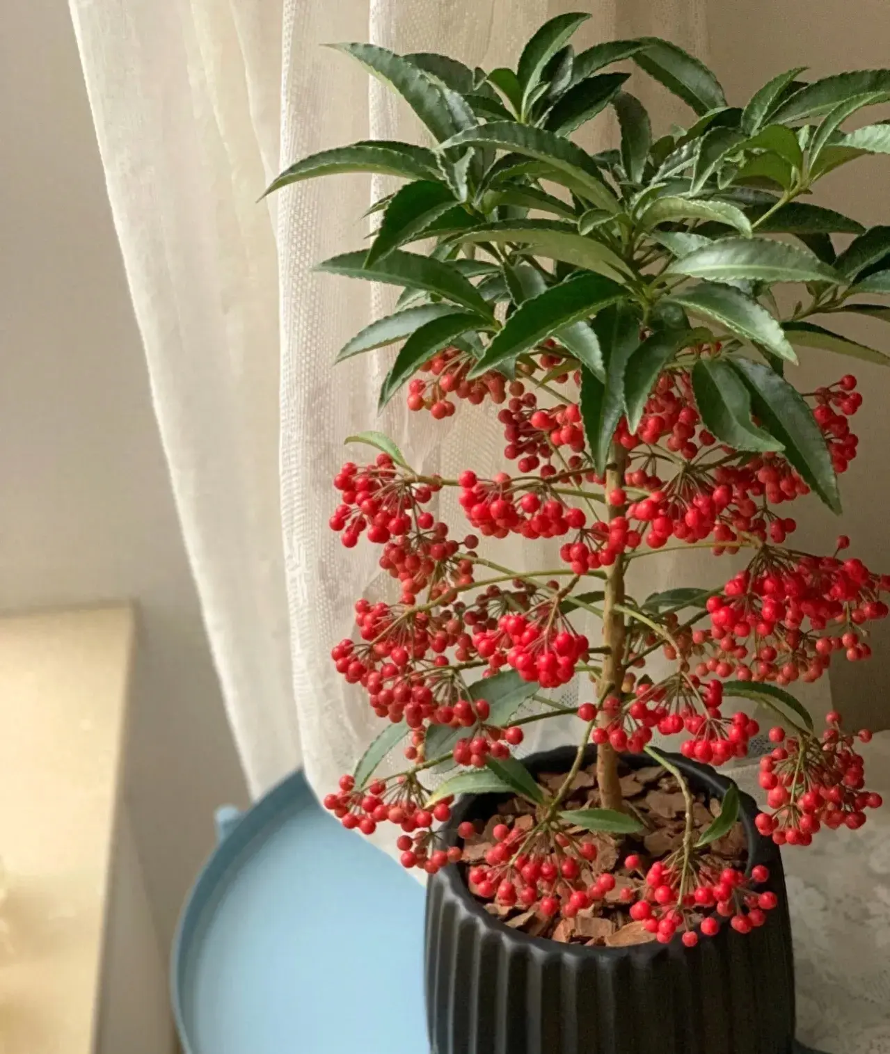 家里养茶花好不好养