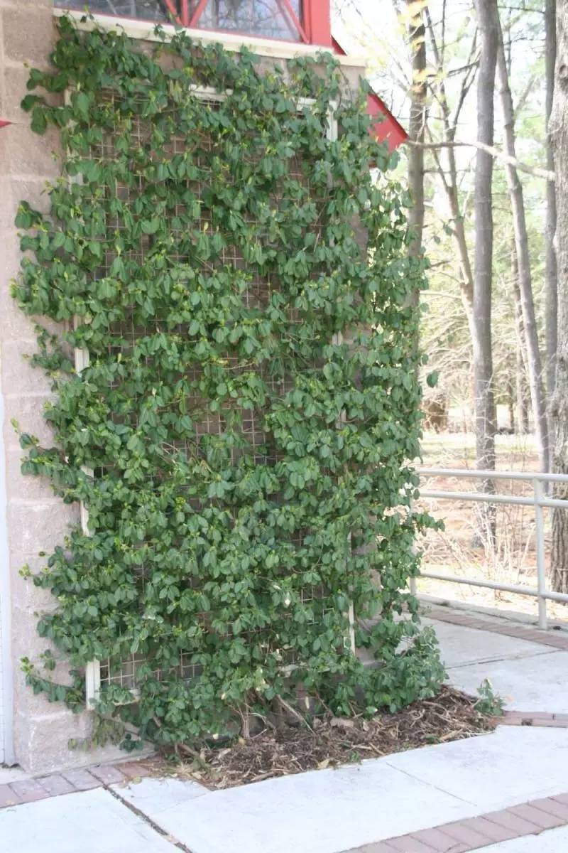 卫矛是什么植物(讲解卫矛的种植方法)