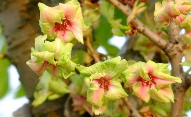 冬樱花几月开(各种樱花品种介绍)