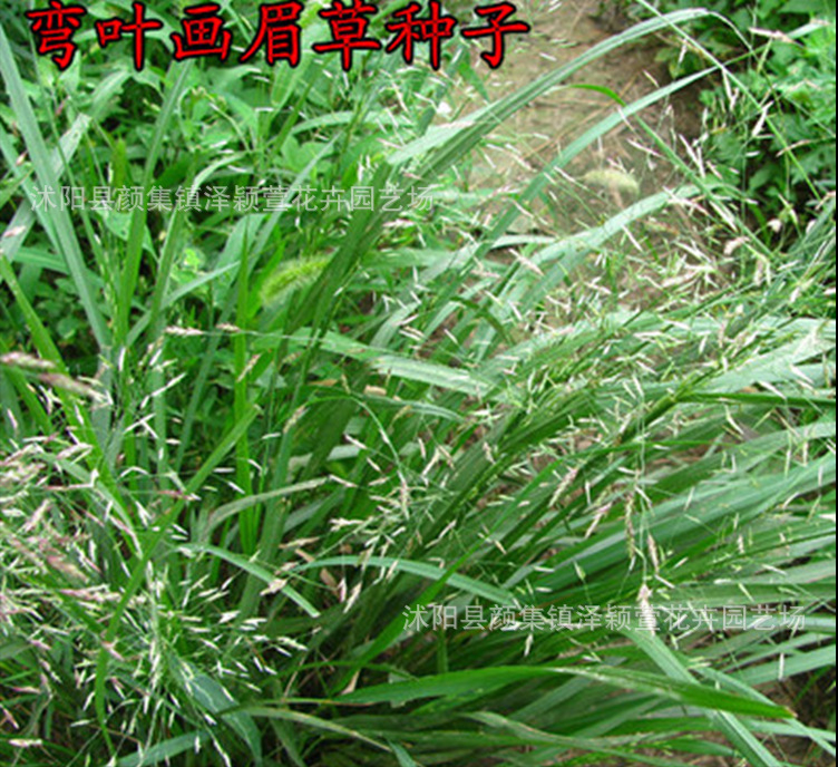 常见野草的种类(农村常见的植物名称)