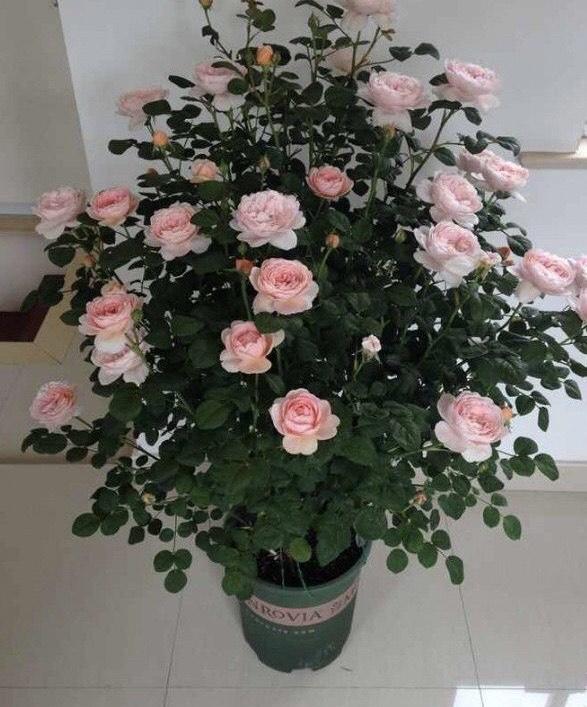 月季花怎么养开花多一点