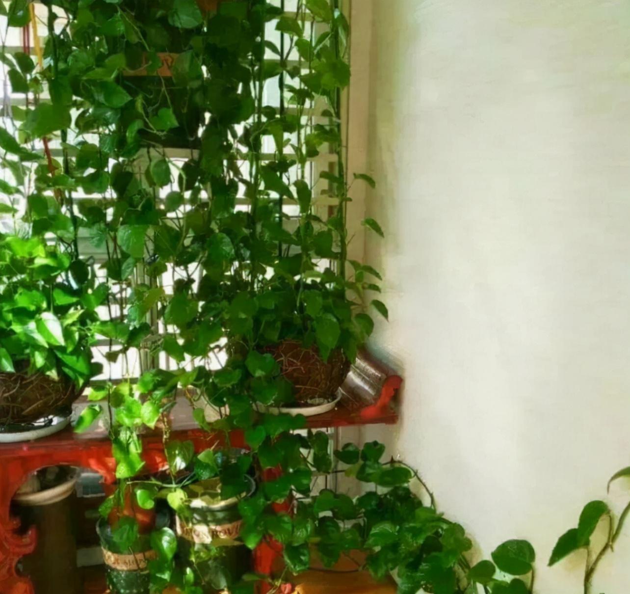 有效吸甲醛的绿植排名(快速除甲醛的方法)
