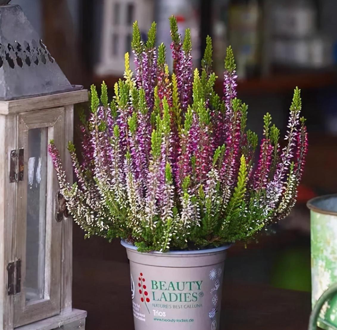 盛开在冬天的花有哪些(适合北方庭院种植的花卉)