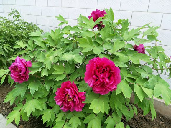 介绍牡丹几月份开花(了解牡丹花种植和养护)