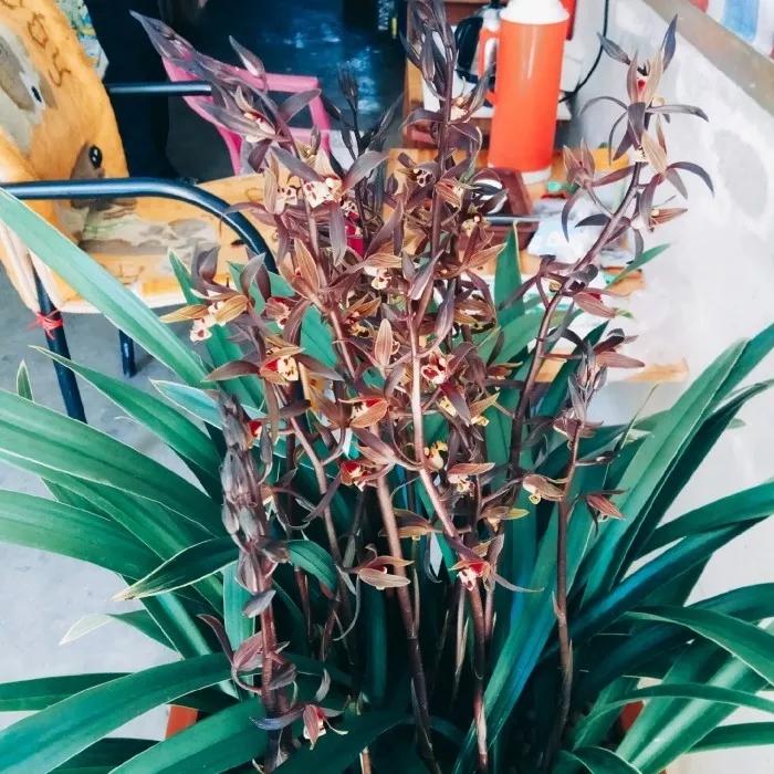 夏兰有哪些品种(详解兰花的养殖方法)