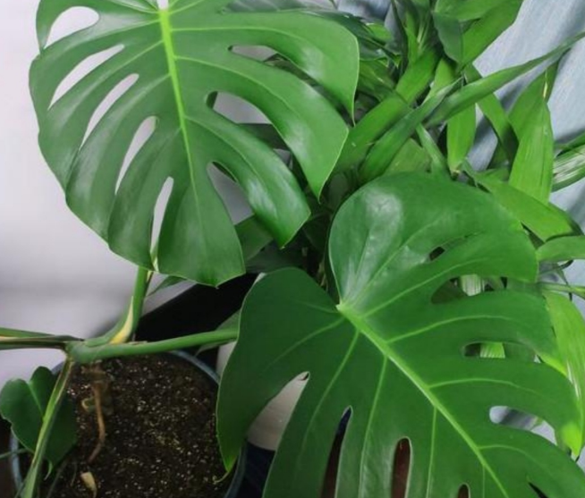 有效吸甲醛的绿植排名(快速除甲醛的方法)