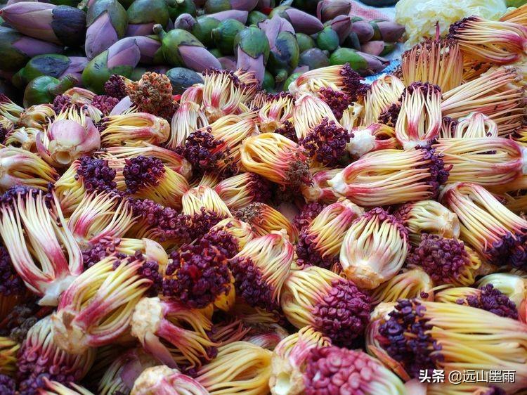 攀枝花是什么花图片(讲解攀枝花植物的特性)