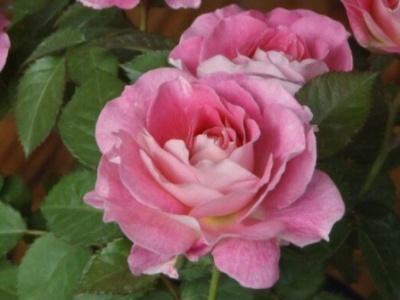 月季花的养殖方法和注意事项(家养月季花的简易方法)