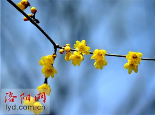 腊梅与梅花有什么区别(关于腊梅特点与品质)