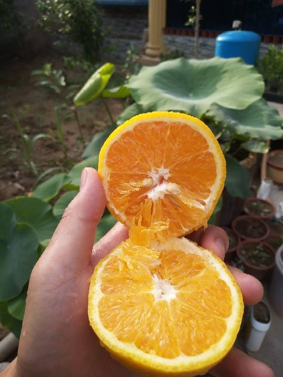 净化空气有哪些植和花(解决空气污染的方法)