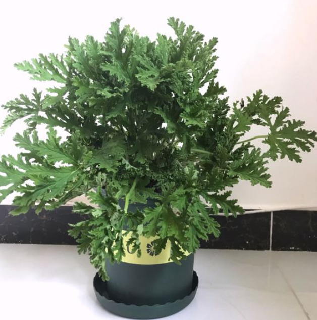 什么植物驱蚊效果好(驱蚊最好的植物排名)