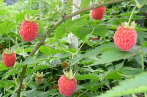 覆盆子树苗的种植技术与管理(关于覆盆子扦插最佳时间)