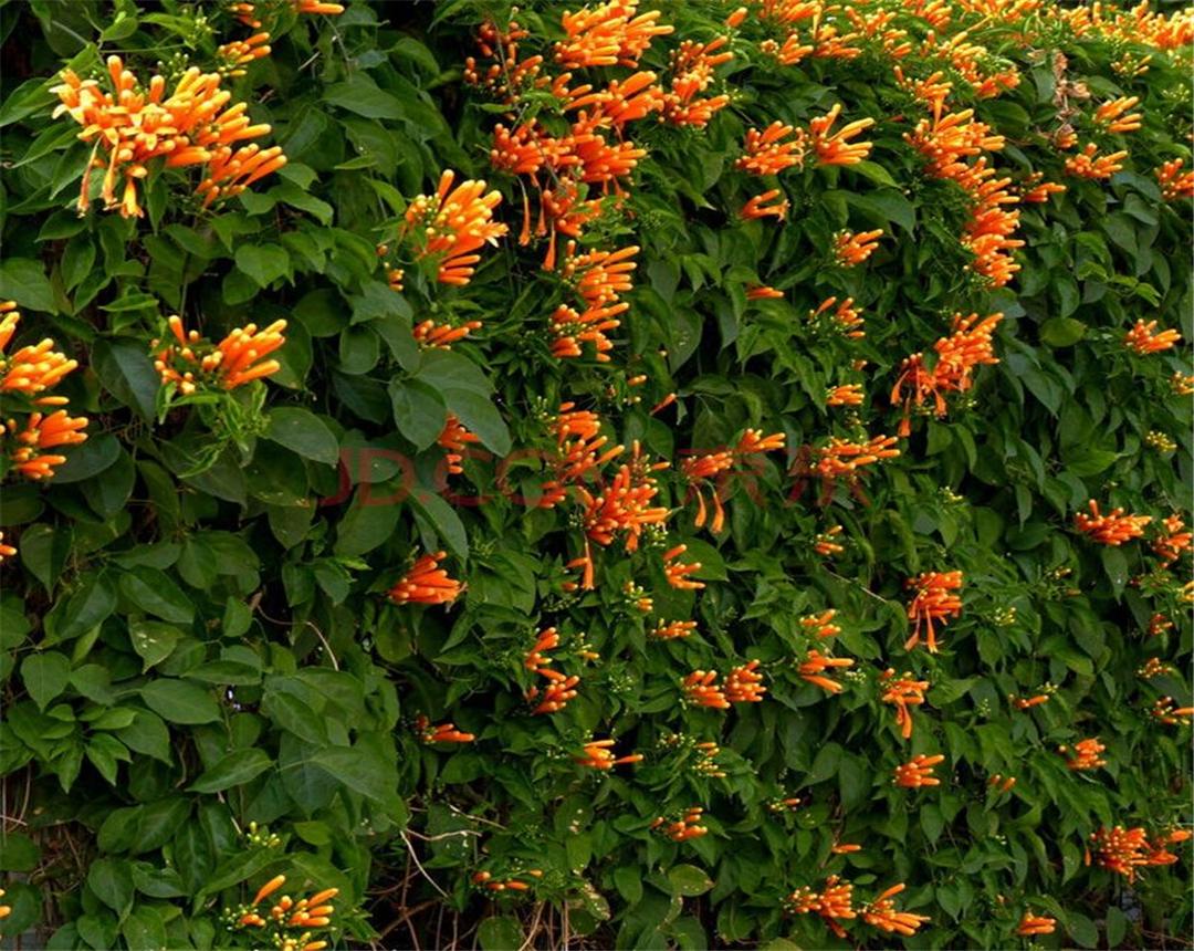 炮仗花种植间距多少