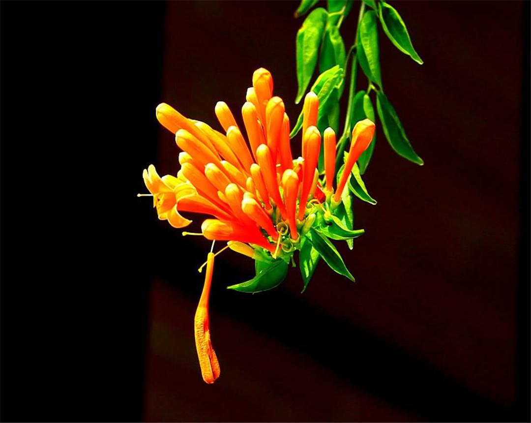 炮仗花种植间距多少