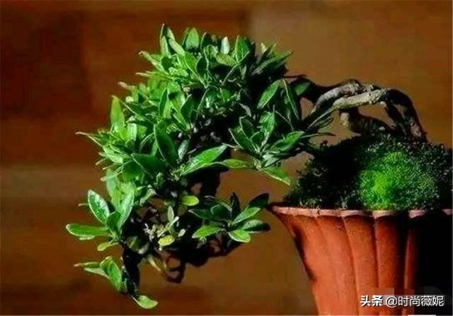 大果榆树盆景怎么养