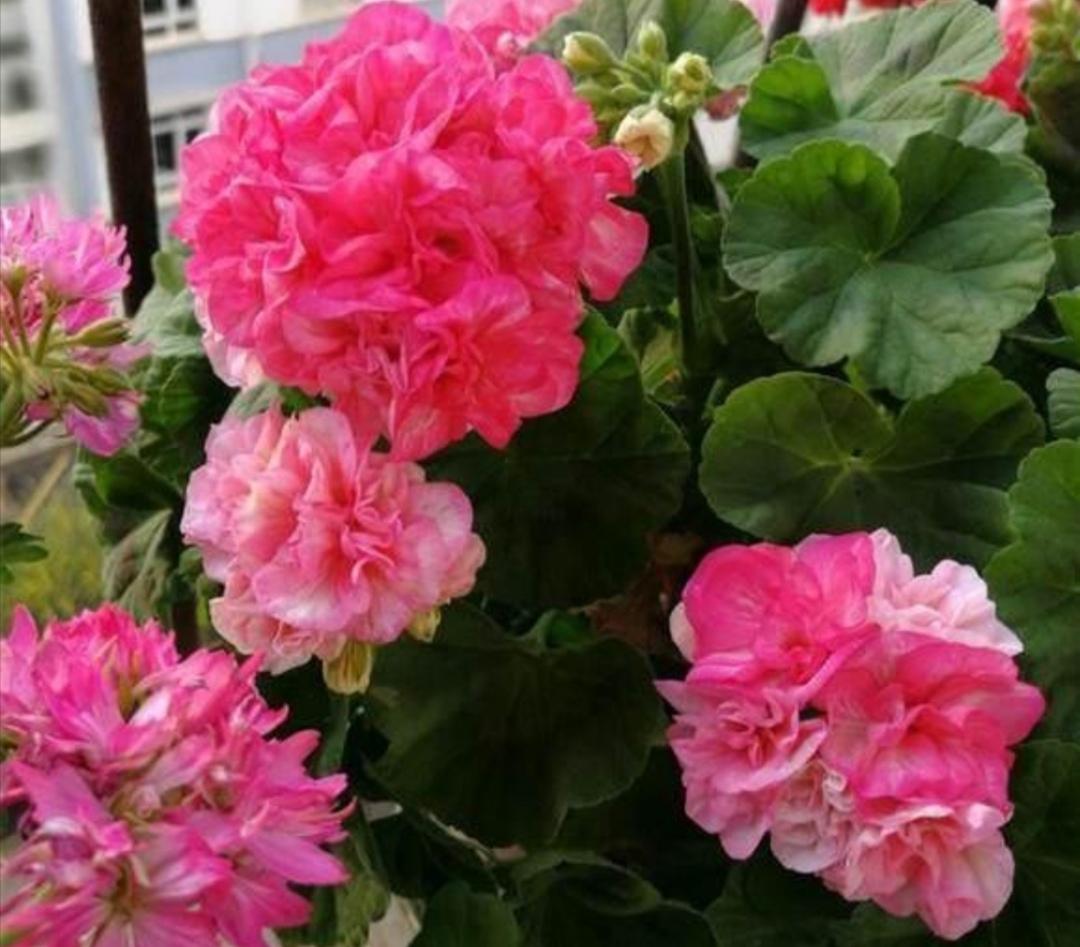 洋绣球花怎么栽培(绣球花的养殖方法)