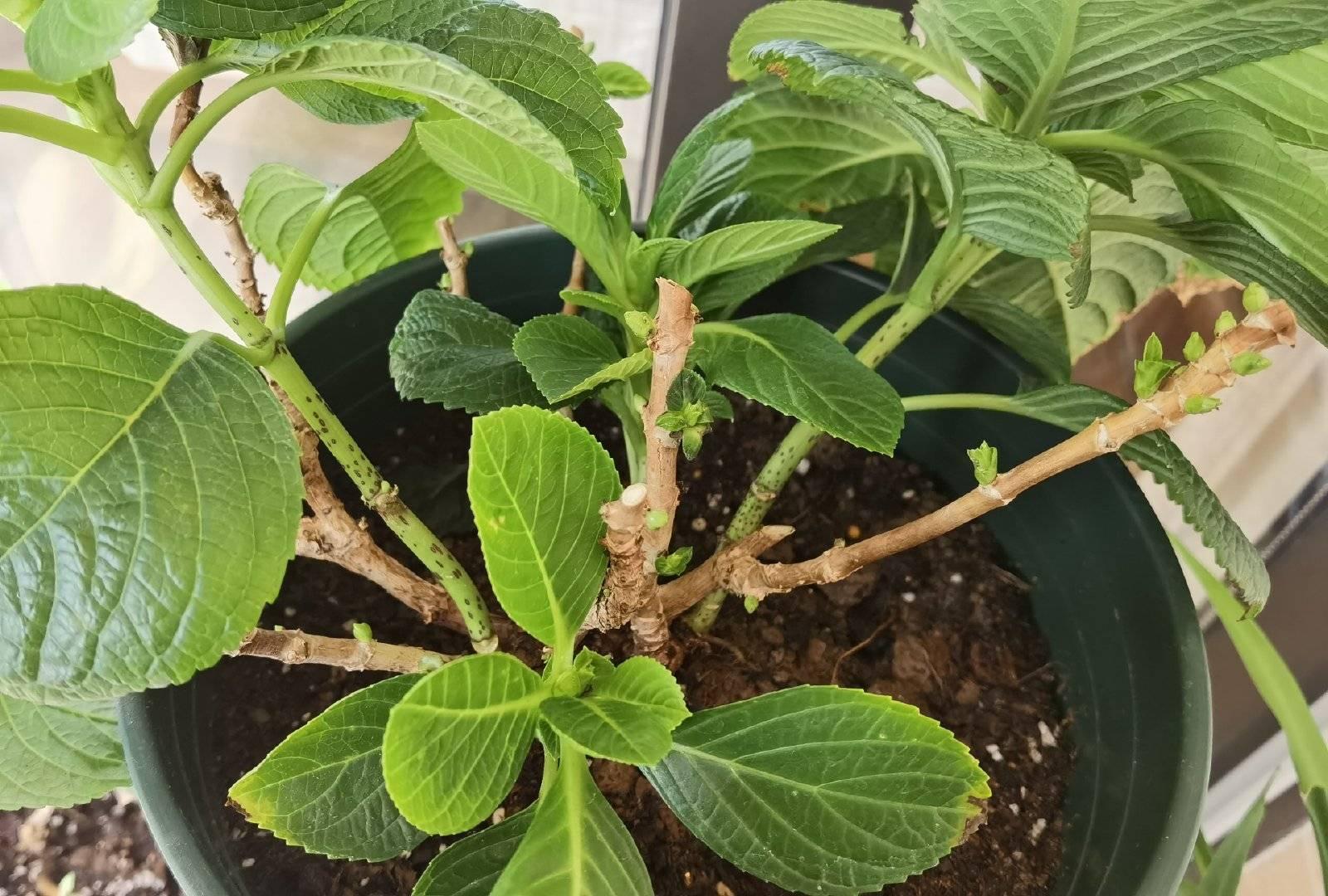 绣球花怎么才能养好