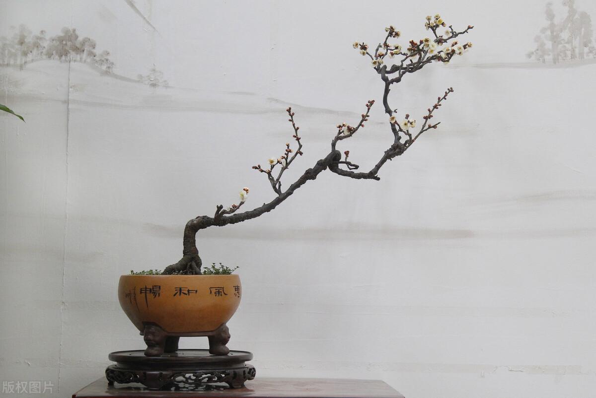 室内盆景树种大全(适合做盆景的植物)