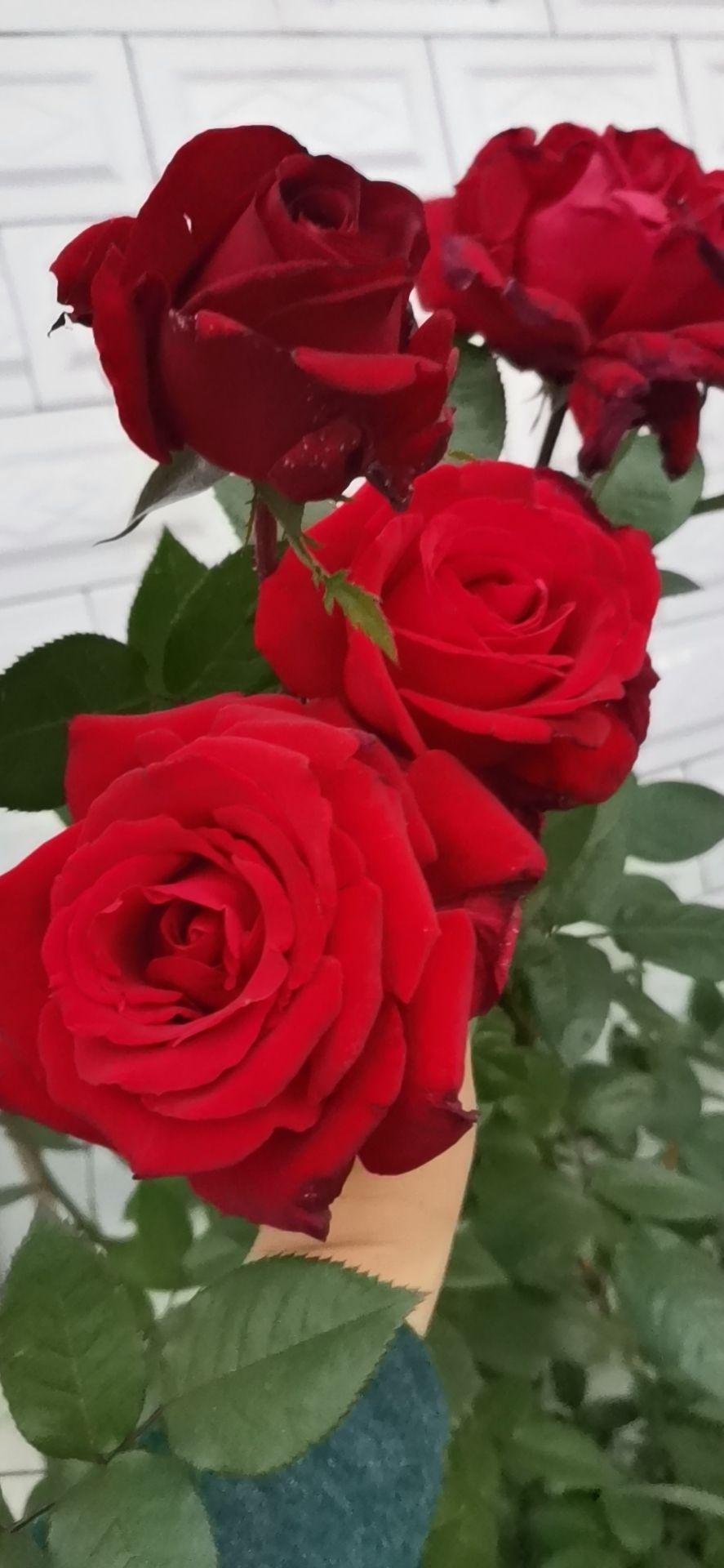 四季开花的植物有哪些(常年开花又好养的花)