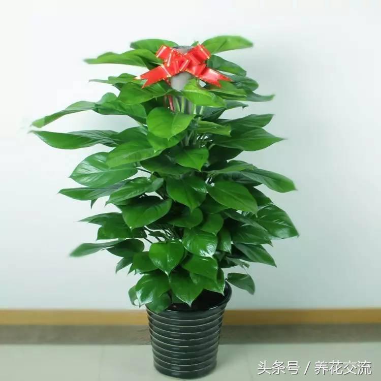 办公室寓意好的大型绿植有哪些(不需要阳光的办公室绿植)