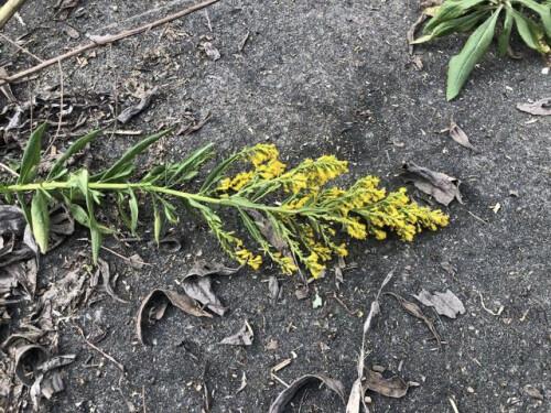 加拿大一枝花什么时候开花(详解加拿大一枝黄花分布范围)