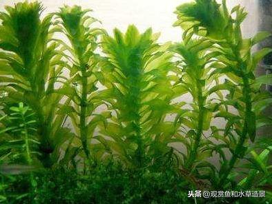 水蕴草怎么养(改善水质最强的水生植物)