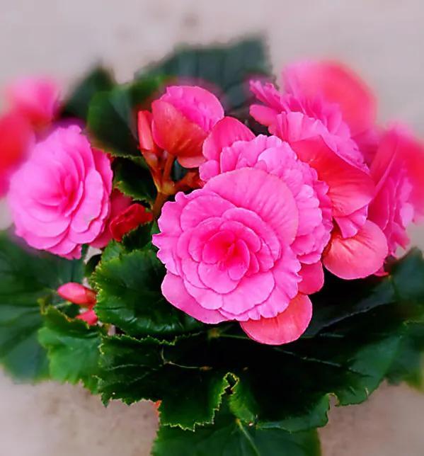 春夏秋冬各有什么花开放(四季最有代表性的花)
