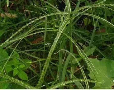常见的植物有哪些(绿化路边花草品种)