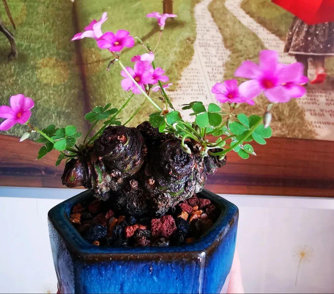 好看的室内植物盆景十大排名(分享易活的客厅绿植)