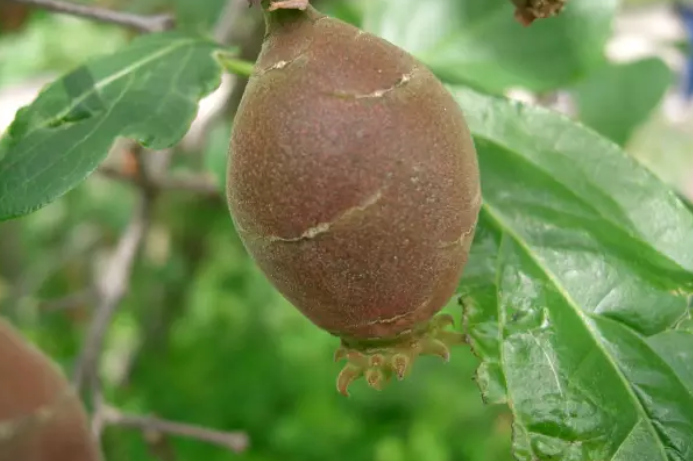 腊梅与梅花有什么区别和图片(详解腊梅的特点)